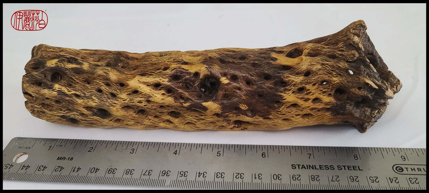 Cholla Catus Brush Rest BR #102 Art Supplies Elizabeth Schowachert Art