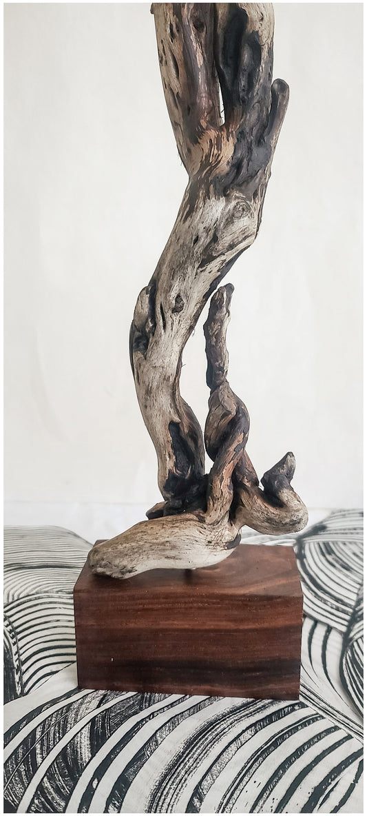 Natural Driftwood Sculpture on Cocobolo Wood Stand Elizabeth Schowachert Art