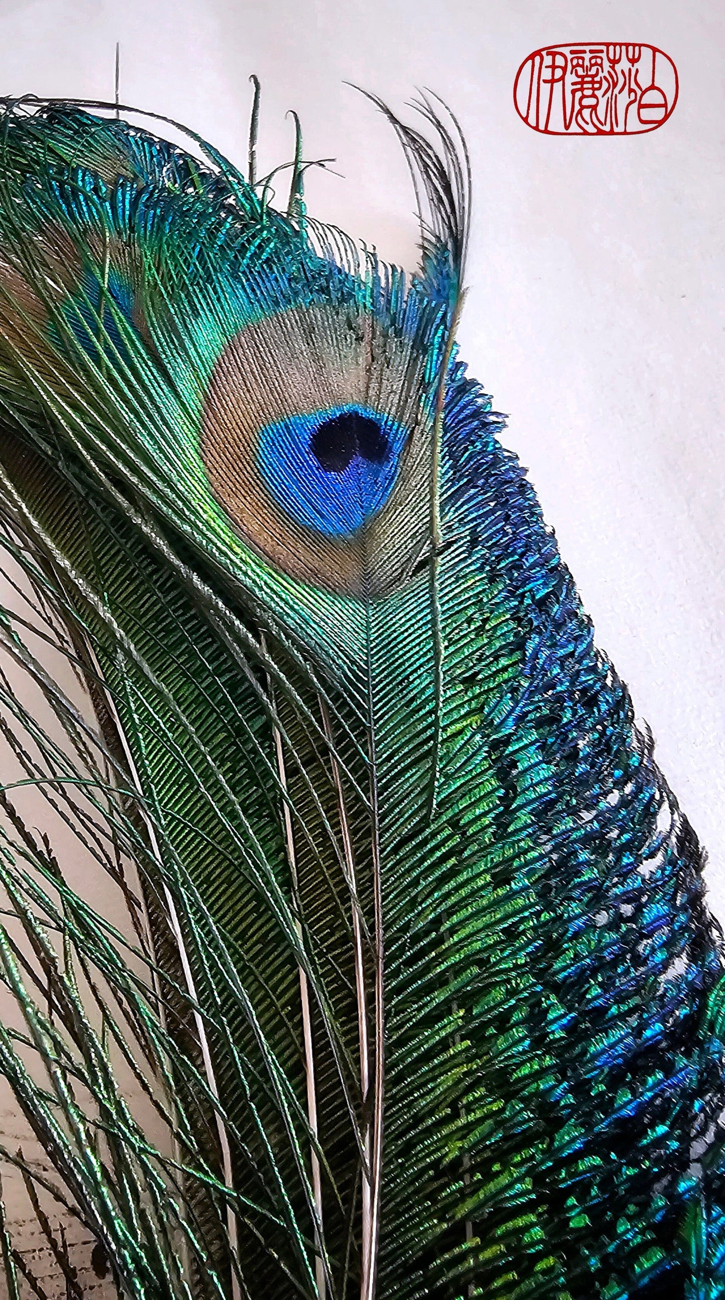 Peacock Feather Paint Brushes Paintbrush Elizabeth Schowachert Art