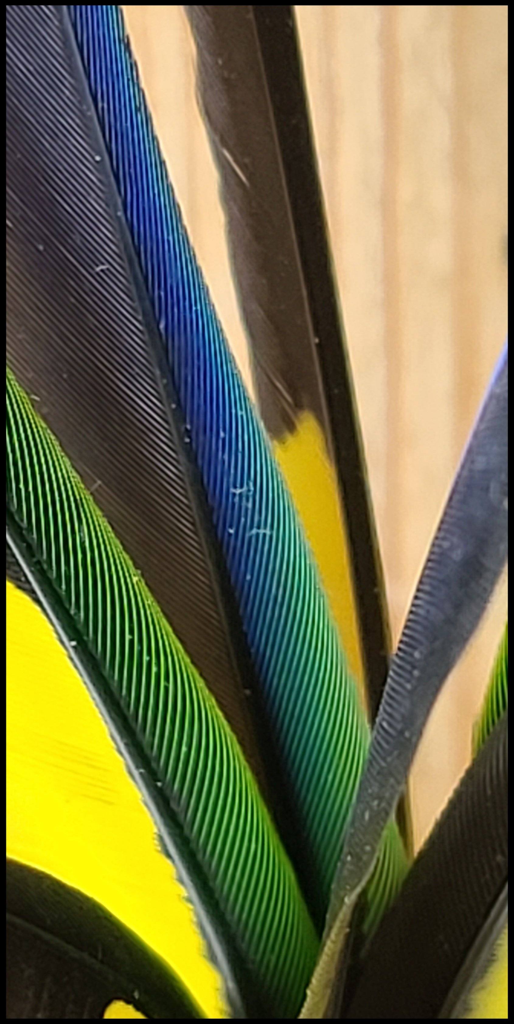 Yellow and Green Parrot Feather Paintbrush with Bamboo Handle Art Supplies Elizabeth Schowachert Art
